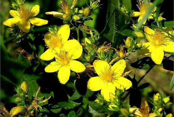 A herba de San Xoán é unha planta medicinal que axuda a xestionar a prostatite